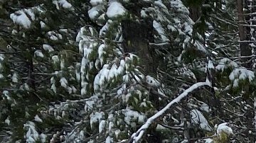 Las autoridades sobrevolaban la zona en helicóptero cuando alcanzaron a ver el vehículo de la anciana.