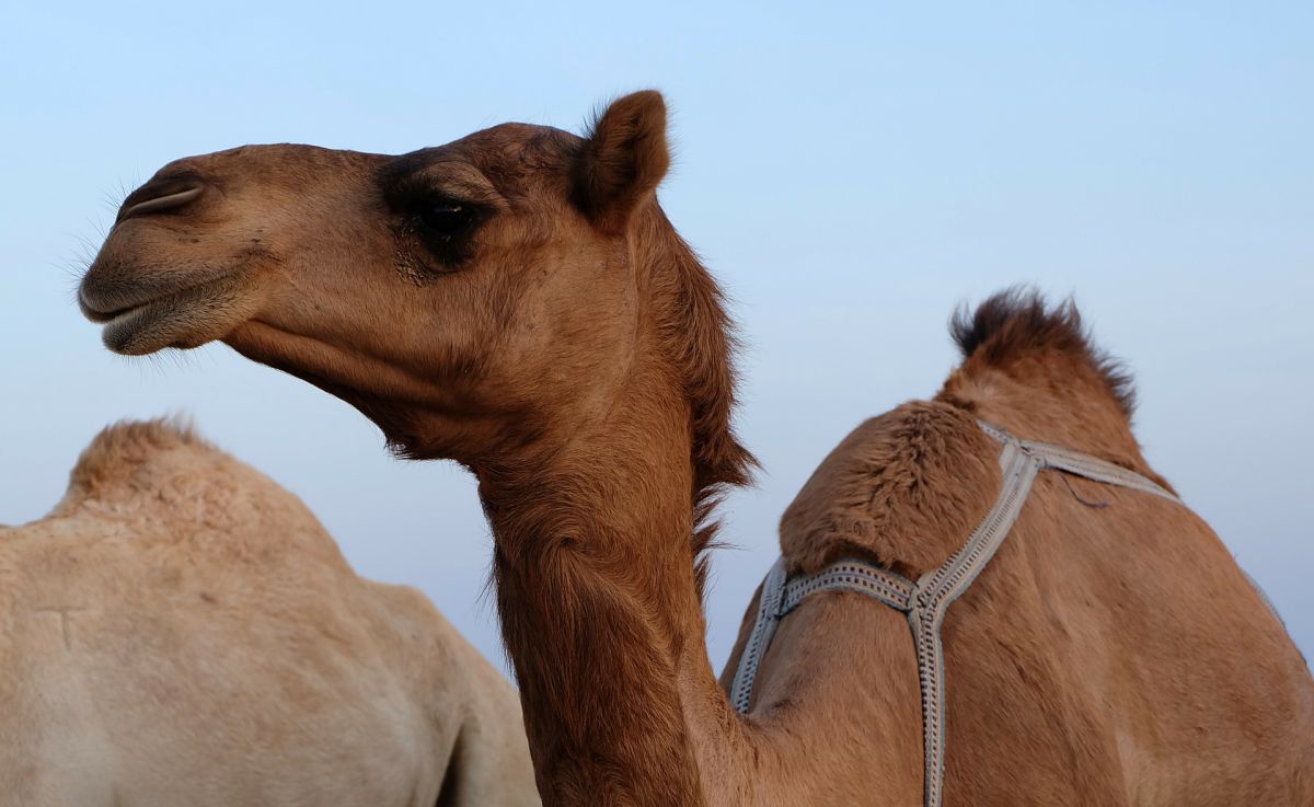 Los camellos están poniendo en riesgo a las comunidades de aborígenes.