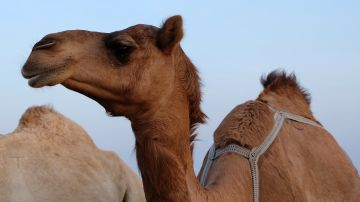 Los camellos están poniendo en riesgo a las comunidades de aborígenes.