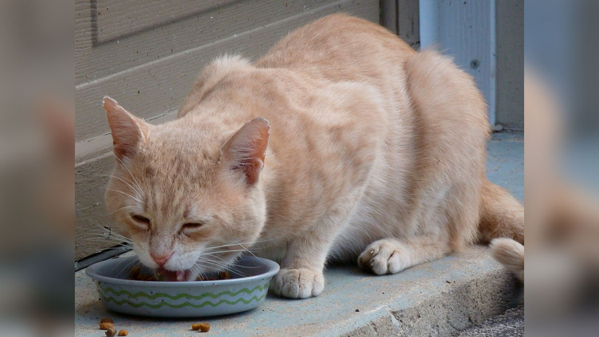 La ciudad prohíbe que se alimenten a los gatos en zonas públicas.