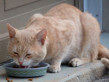 La ciudad prohíbe que se alimenten a los gatos en zonas públicas.