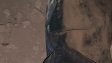 Zapatos alfombra