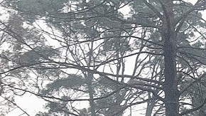 Lugares de Mallacoota y Orbost permanecen cerradas por los devastadores incendios forestales que han arrasado East Gippsland en las últimas semanas.