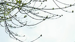 Los renumeradores visitarán los hogares que no hayan respondido al cuestionario.