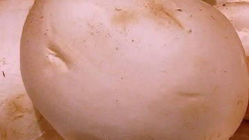 Champiñones blancos podrían prevenir la progresión del cáncer de próstata
