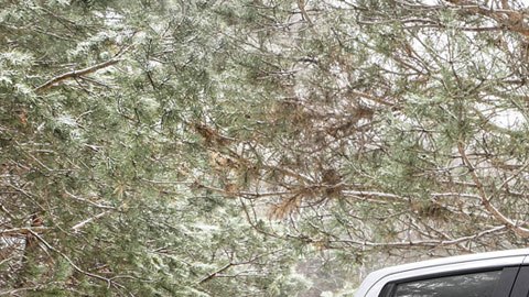 chevroletsilveradorealtree-27012020-00