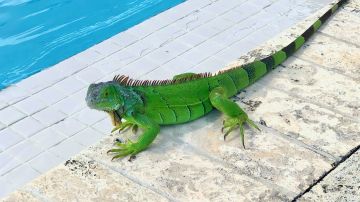 Las iguanas son especies invasoras en Florida.