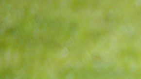 Habría una razón muy poderosa para este animal de aferrarse a la vida.