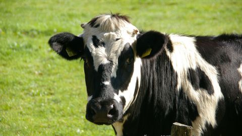 Habría una razón muy poderosa para este animal de aferrarse a la vida.