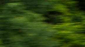 cr-cars-inlinehero-2019-honda-insight-driving-trees-11-18