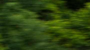 cr-cars-inlinehero-2019-honda-insight-driving-trees-11-18