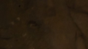 El elefante se pasea habitualmente por el hotel.