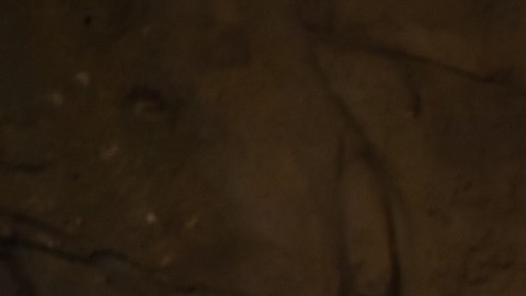 El elefante se pasea habitualmente por el hotel.