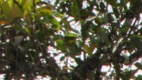 Alerta de hipopótamos en la antigua hacienda de Pablo Escobar.