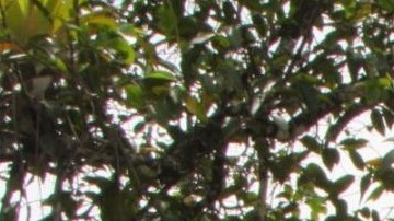 Alerta de hipopótamos en la antigua hacienda de Pablo Escobar.