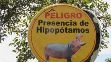 Alerta de hipopótamos en la antigua hacienda de Pablo Escobar.