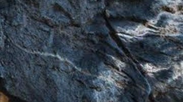 Halcón peregrino hembra en el Parque Nacional Harpers Ferry.