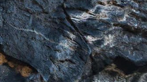 Halcón peregrino hembra en el Parque Nacional Harpers Ferry.