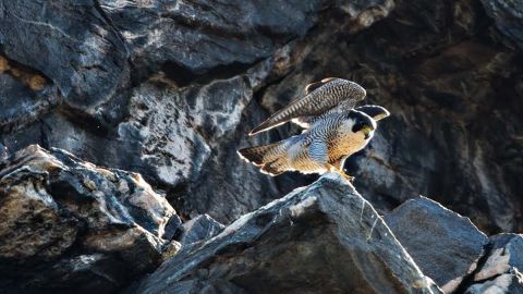 Halcón peregrino hembra en el Parque Nacional Harpers Ferry.