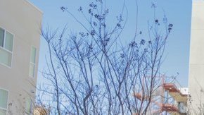 El alcalde Eric Garcetti, en la inauguración de la vivienda para personas desamparadas.