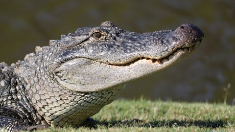 Las autoridades aseguraron que las mordidas de caimán suelen ser habituales en Florida.