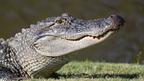 Las autoridades aseguraron que las mordidas de caimán suelen ser habituales en Florida.