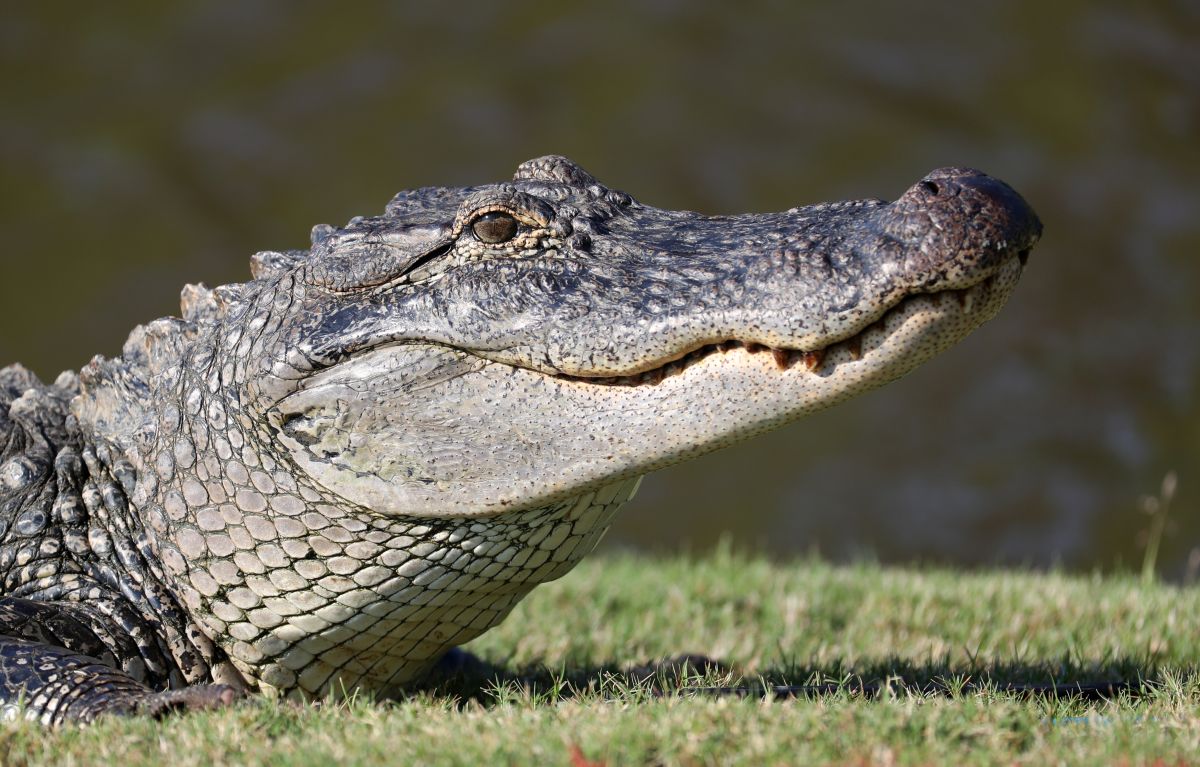 Un cocodrilo en el Parque Gator en los Everglades de Florida.