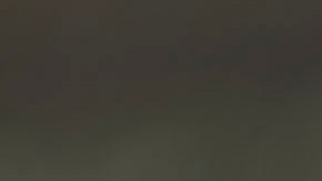 Los buitres eligen sus perchas para toda la bandada.