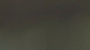 Los buitres eligen sus perchas para toda la bandada.