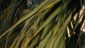 El programa "Permanecer en México" inició hace prácticamente un año.