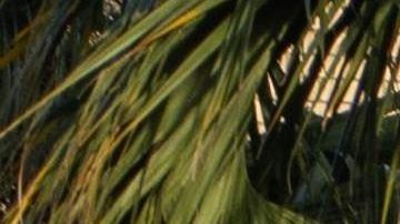 El programa "Permanecer en México" inició hace prácticamente un año.