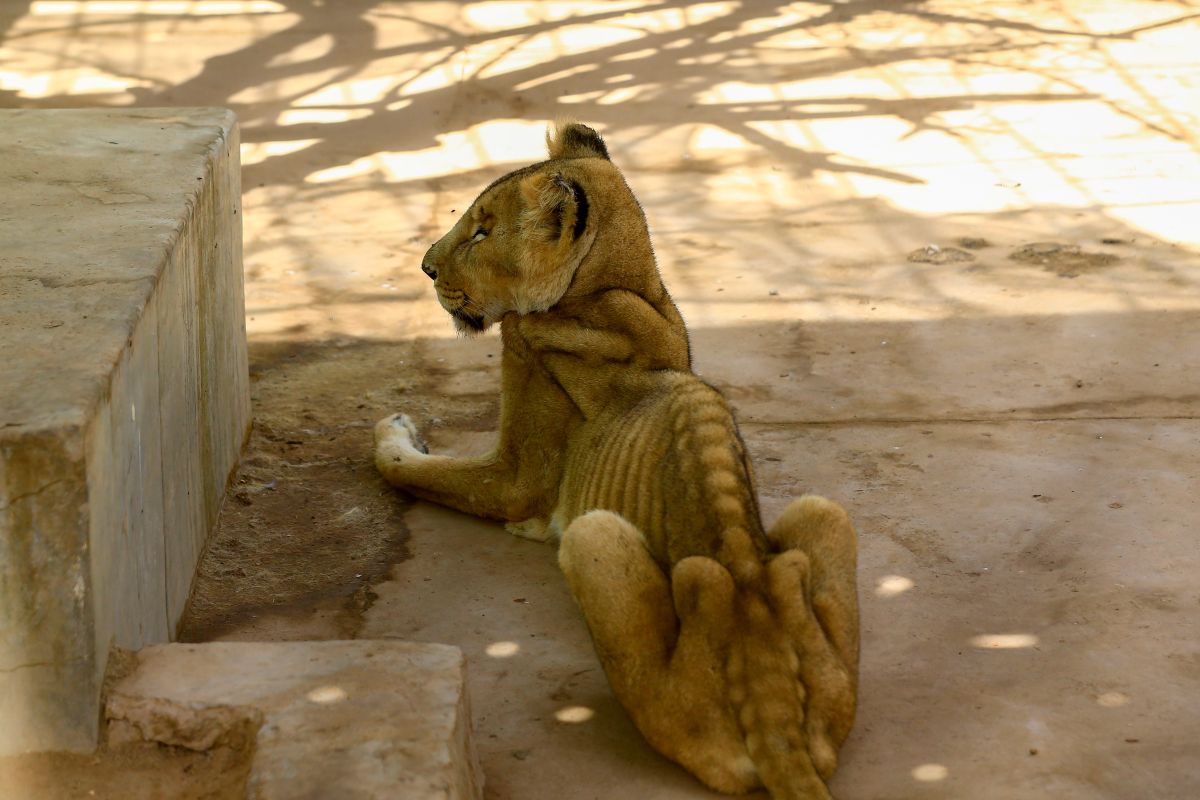 Las impactantes e indignantes fotos de leones desnutridos en zoo de Sudán -  La Opinión