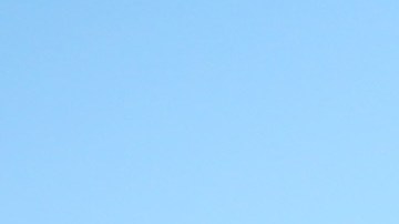 lewis hamilton perros