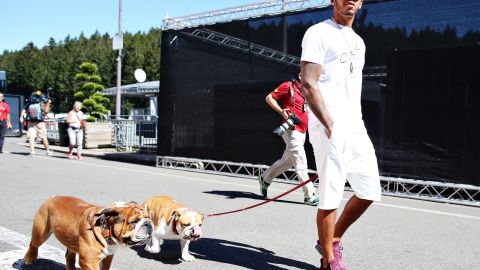 lewis hamilton perros