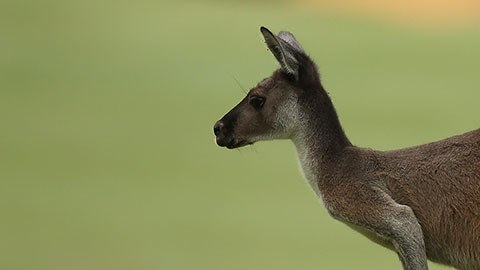 Anteriormente, el restaurante vendió hamburguesas de cocodrilo.