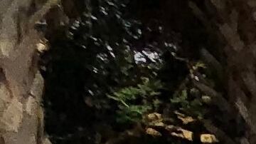 La pista de hielo de Jungle Island estará abierta al público hasta el próximo 2 de marzo.