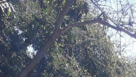 Hummer del CJNG decomisada en Zirándaro, Guerrero