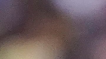 América y Pumas se verán la cara en Estados Unidos.