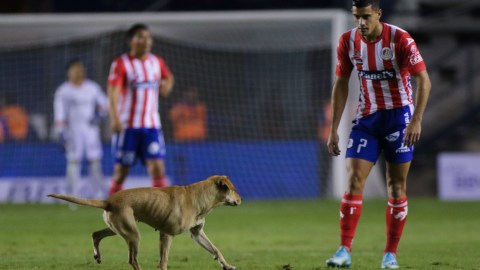 El canino le puso sabor a la primera parte del encuentro.