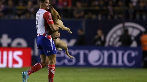 perrita del san luis cruz azul desaparece