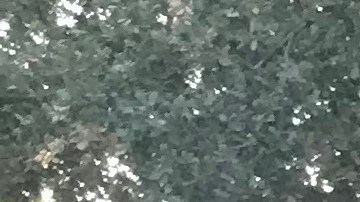 El veterano jardinero dice que va a dejar de trabajar 'hasta que no pueda'. Foto: Victoria Infante