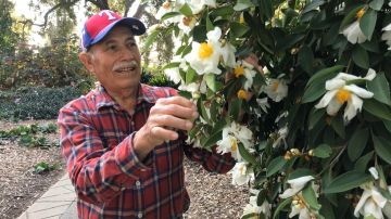 El veterano jardinero dice que va a dejar de trabajar 'hasta que no pueda'. Foto: Victoria Infante