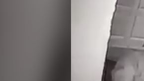 El felino tomó desprevenido al can.