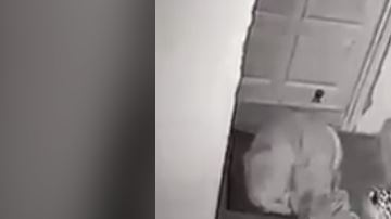 El felino tomó desprevenido al can.