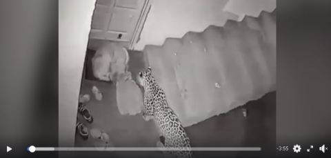 El felino tomó desprevenido al can.