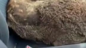 Salvan al menos a 20 koalas de morir por el fuego.