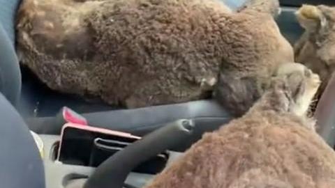 Salvan al menos a 20 koalas de morir por el fuego.