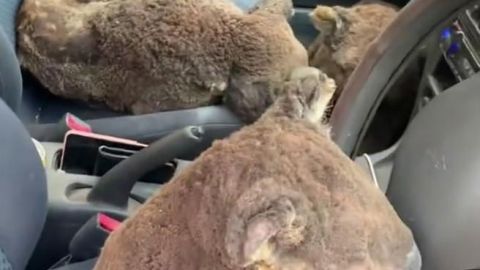 Salvan al menos a 20 koalas de morir por el fuego.