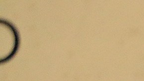 Los niños aparecieron con la clásica máscara del legendario gladiador azteca.