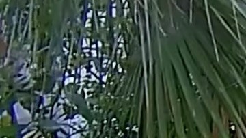 La policía acudió al domicilio de donde supuestamente procedían los gritos.